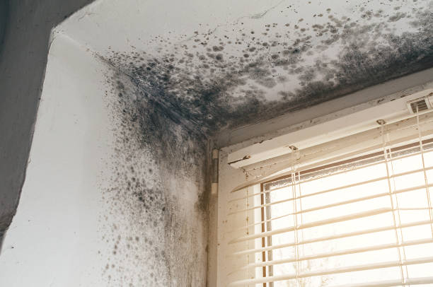 Affordable Mold Remediation solutions in Newton Lower Falls, MA
